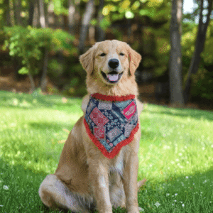 Causal Bandana