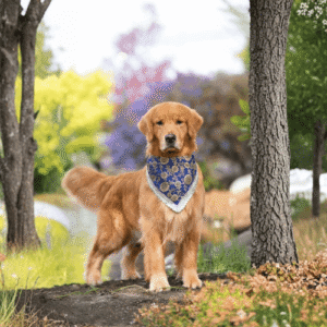 Festive bandana