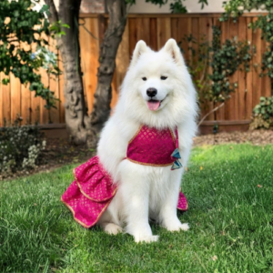 Pink Rani
