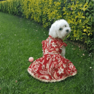 Red Gulab